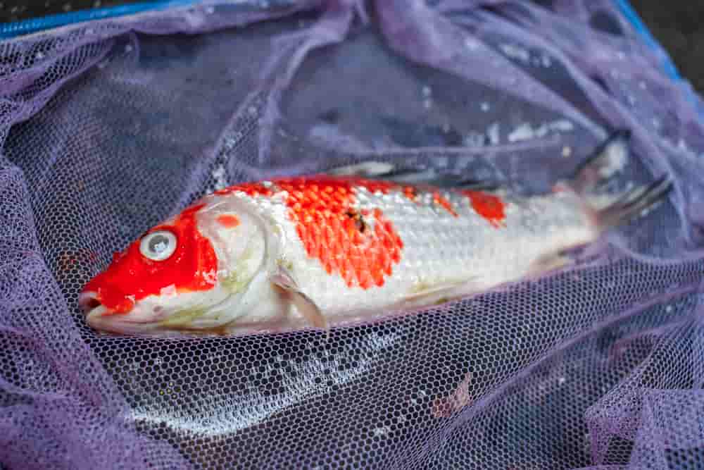 How To Treatment Koi Fin Rot Fishgraphy