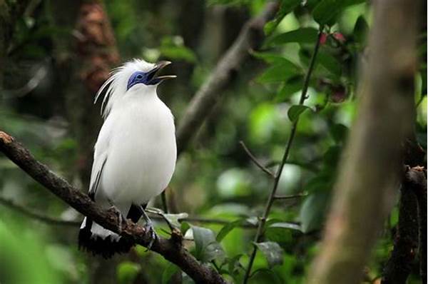 Alam Liar! Penemuan Jenis Baru Burung Endemik Di Kawasan Taman Nasional Ujung Kulon!